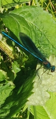 Calopteryx splendens