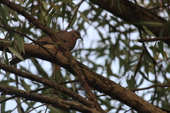 Streptopelia chinensis