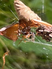 Parasteatoda lunata
