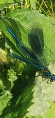 Calopteryx splendens