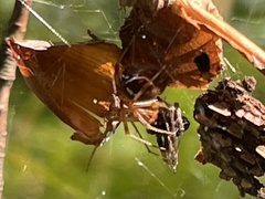 Parasteatoda lunata
