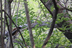 Dendrocitta vagabunda