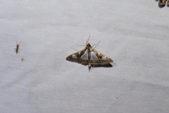 Glyphodes bivitralis