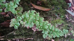 Adiantum