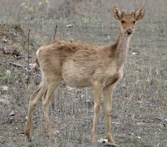 Rucervus duvaucelii branderi
