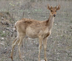Rucervus duvaucelii branderi