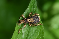 Episomus chinensis