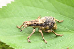 Episomus chinensis