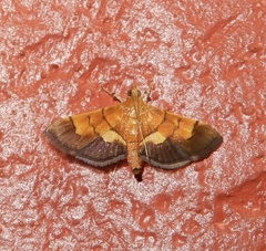Syngamia latimarginalis