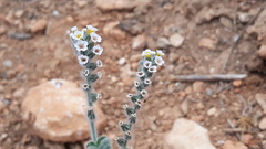 Heliotropium hirsutissimum