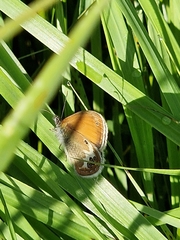 Coenonympha arcania
