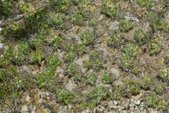 Coryphantha macromeris runyonii