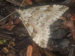 Udea washingtonalis