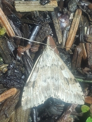 Udea washingtonalis