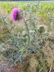 Carduus nutans nutans