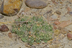 Coryphantha macromeris runyonii