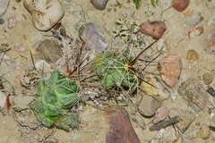 Coryphantha macromeris runyonii