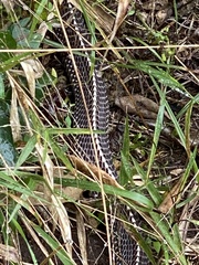 Limaformosa capensis