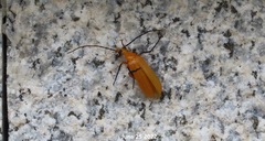 Zonitoschema japonicum