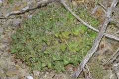 Coryphantha macromeris runyonii