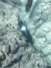 Parupeneus multifasciatus