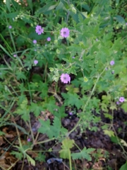 Geranium divaricatum