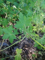 Geranium divaricatum