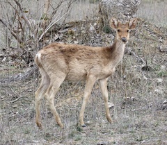 Rucervus duvaucelii branderi