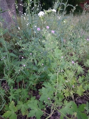 Geranium divaricatum