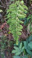 Adiantum