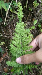Adiantum