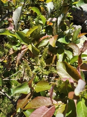 Salix silesiaca