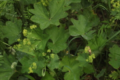 Alchemilla leiophylla