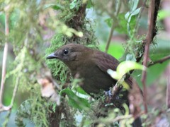 Schiffornis veraepacis