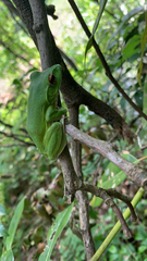 Zhangixalus arboreus