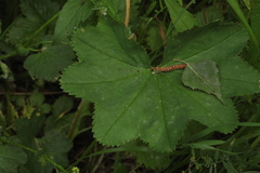 Alchemilla leiophylla
