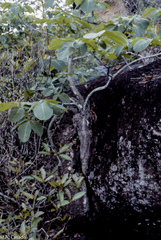 Pseudobombax croizatii