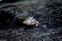 Orthalicidae