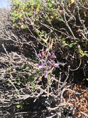Delphinium peregrinum