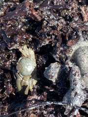 Petrolisthes cabrilloi