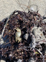 Petrolisthes cabrilloi