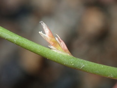 Juncus filiformis