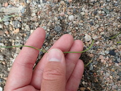 Juncus filiformis