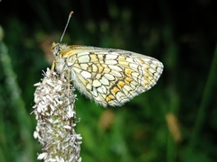 Melitaea parthenoides