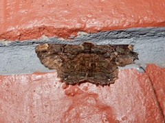 Dasyboarmia delineata