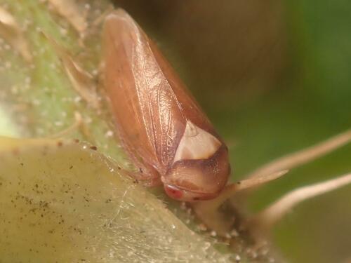 Macropsis megerlei