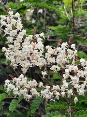 Pterolobium hexapetalum