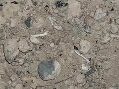 Athene cunicularia