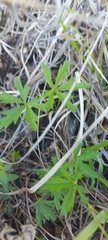 Potentilla flagellaris