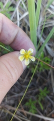 Potentilla flagellaris